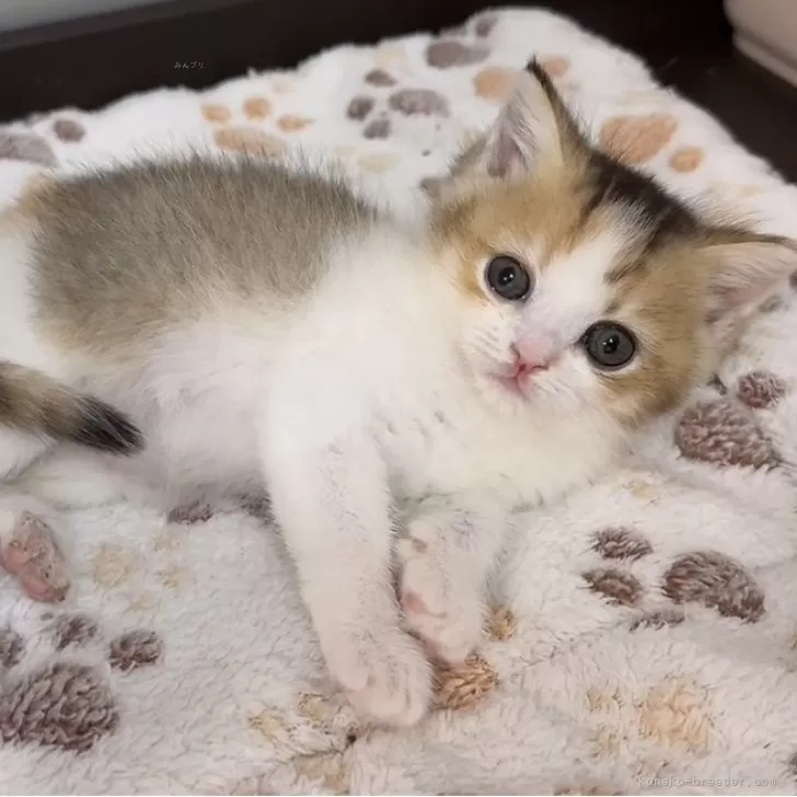 ID:2506-00786の子猫