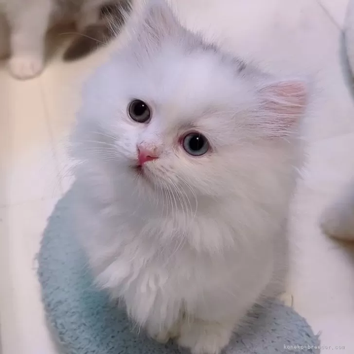 ミヌエット(短足)【京都府・女の子・2025年8月25日・シルバータビー&ホワイト】の写真1