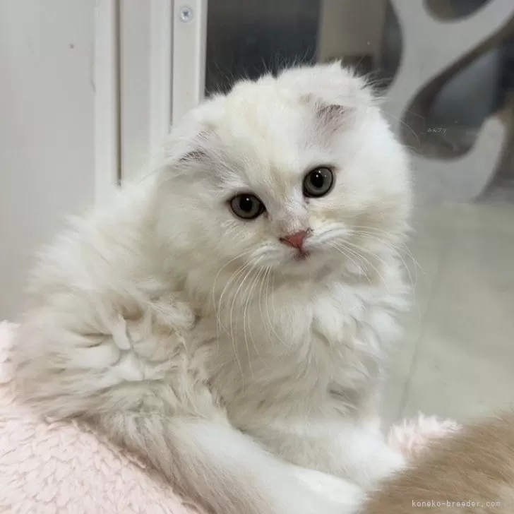 ID：2510-00424の子猫