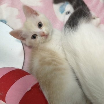 マンチカン(長足)【京都府・男の子・2025年9月27日・クリーム&ホワイト（ショート）】の写真「食いしん坊の甘えん坊くん🩷」