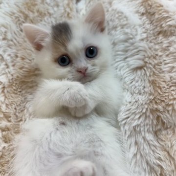 ミヌエット(短足)【京都府・女の子・2025年10月16日・ダイリュートキャリコ（ショート）】の写真「超キュートな求心顔ブルーアイちゃん💕」