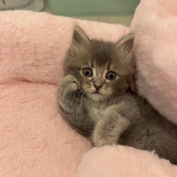 マンチカン(長足)【京都府・男の子・2025年10月3日・ブルー（ロング）】の写真「長尾系なフワフワブルーの王子様🩵」