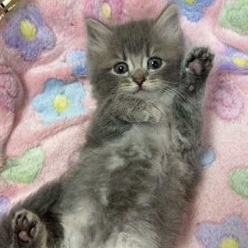 マンチカン(長足)【京都府・男の子・2025年10月3日・ブルー（ロング）】の写真「長尾系なフワフワブルーの王子様🩵」