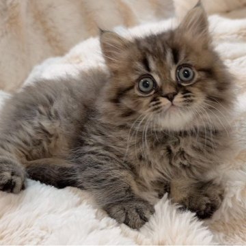 ミヌエット(長足)【京都府・男の子・2025年10月16日・ブラウンタビー（ロング）】の写真「くまちゃんみたいなお顔🧸」