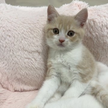 マンチカン(長足)【京都府・男の子・2025年10月2日・クリーム&ホワイト（ショート）】の写真「きゅるきゅるおめめのクリームハチワレくん🐹」