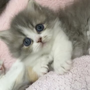 ミヌエット(短足)【京都府・男の子・2025年10月16日・ブルー&ホワイト（ロング）】の写真「超最高な毛色顔面特別なbaby🩵」