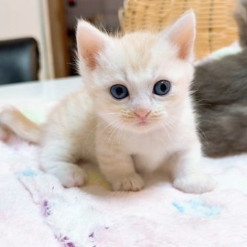 マンチカン(短足)【京都府・男の子・2025年9月27日・クリームタビー（ショート）】の写真「ちょこちょこ歩く短足かわいいマンチカンくん🩵」