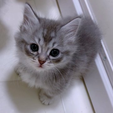 マンチカン(短足)【京都府・女の子・2025年9月27日・ブルー（ロング）】の写真「フワフワ長毛短足の女の子🩷」