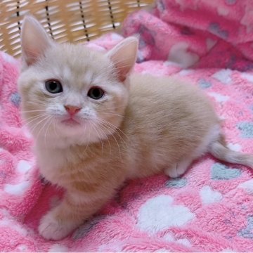 マンチカン(短足)【京都府・男の子・2025年8月5日・クリーム&ホワイト（ショート）】の写真「おっとり大人しいスローリーな性格😍」
