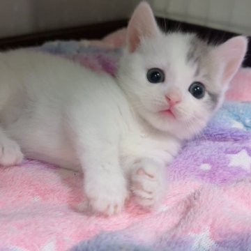 マンチカン(短足)【京都府・男の子・2025年7月9日・ホワイトバン（ショート）】の写真「きゅるるんおめめにピンクのお鼻💓」