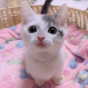 マンチカン(短足)【京都府・男の子・2025年7月9日・ホワイトバン（ショート）】の写真「きゅるるんおめめにピンクのお鼻💓」
