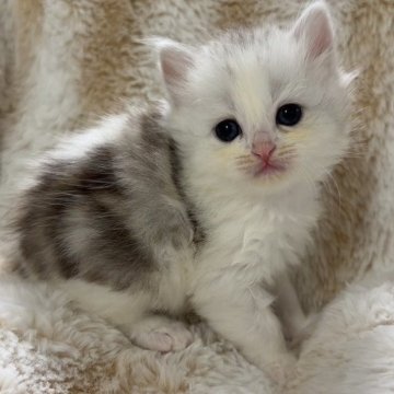 スコティッシュフォールド(立ち耳)【京都府・女の子・2025年11月10日・シルバークラシックタビー（ロング）】の写真「白いフワフワ顔面最強姫👸」