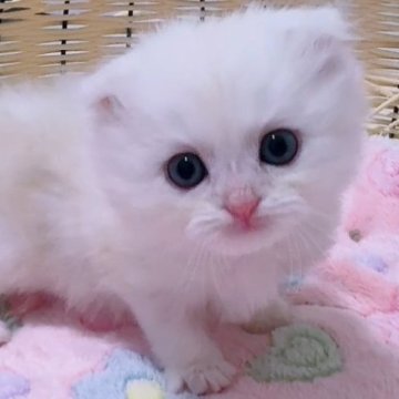 マンチカン(長足)【京都府・男の子・2025年8月27日・クリーム（ロング）】の写真「垂れ耳なあざと系男子🩵激カワface💕」