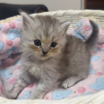 マンチカン(長足)【京都府・男の子・2025年11月4日・シルバータビー（ロング）】の写真「ミルクやけがチークみたいです🩵」