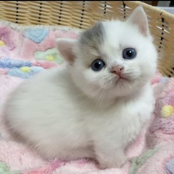 ミヌエット(短足)【京都府・女の子・2025年10月16日・ダイリュートキャリコ（ショート）】の写真「超キュートな求心顔babyちゃん💕」