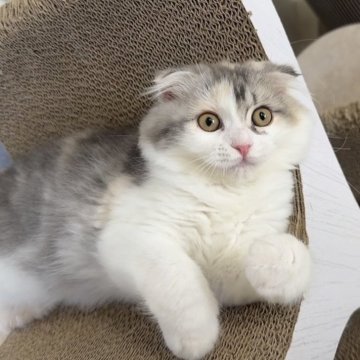 マンチカン(長足)【京都府・女の子・2025年8月27日・ダイリュートキャリコ（ロング）】の写真「人気の毛色とキュートすぎるお顔🩷」