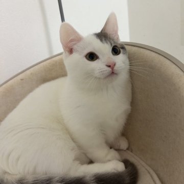 マンチカン(短足)【京都府・男の子・2025年7月9日・ホワイトバン（ショート）】の写真「きゅるるんおめめにピンクのお鼻💓」