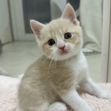 マンチカン(長足)【京都府・男の子・2025年10月2日・クリーム&ホワイト（ショート）】の写真「きゅるきゅるおめめのクリームハチワレくん🐹」