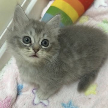 マンチカン(短足)【京都府・女の子・2025年9月27日・ブルー（ロング）】の写真「フワフワ長毛短足の女の子🩷」