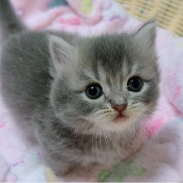 マンチカン(短足)【京都府・女の子・2025年10月2日・ブルー（ロングヘア）】の写真「よちよち歩く姿にメロメロ😍」