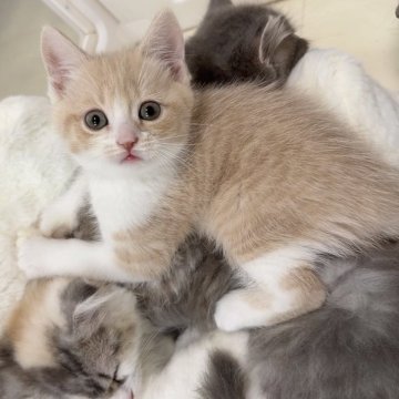 マンチカン(長足)【京都府・男の子・2025年10月2日・クリーム&ホワイト（ショート）】の写真「きゅるきゅるおめめのクリームハチワレくん🐹」