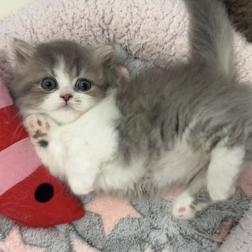 ミヌエット(短足)【京都府・男の子・2025年10月16日・ブルー&ホワイト（ロング）】の写真「超最高な毛色顔面特別なbaby🩵」