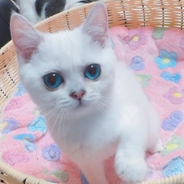 ブリティッシュショートヘア【京都府・男の子・2025年4月9日・シルバーポイント（ショートヘア）】の写真「フワフワシロクマのブルーアイ🩵」