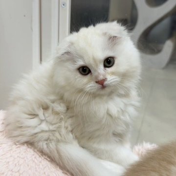 マンチカン(長足)【京都府・男の子・2025年8月27日・クリーム（ロング）】の写真「垂れ耳なあざと系男子🩵激カワface💕」