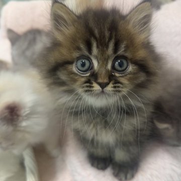 ミヌエット(長足)【京都府・男の子・2025年10月16日・ブラウンタビー（ロング）】の写真「くまちゃんみたいなお顔🧸」