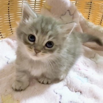 マンチカン(短足)【京都府・女の子・2025年9月27日・ブルー（ロング）】の写真「フワフワ長毛短足の女の子🩷」