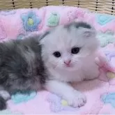 マンチカン(長足)