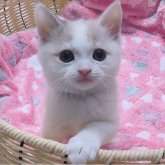 マンチカン(長足)