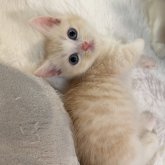 マンチカン(短足)