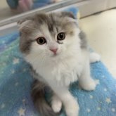 マンチカン(長足)