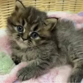 ミヌエット(長足)