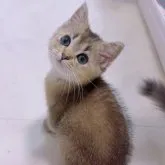 ブリティッシュショートヘア