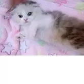 マンチカン(長足)