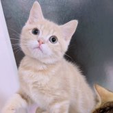 マンチカン(長足)