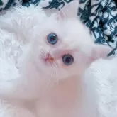 ブリティッシュショートヘア