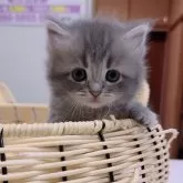 マンチカン(長足)