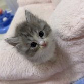 マンチカン(長足)