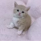 マンチカン(短足)