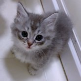 マンチカン(短足)