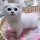 スコティッシュフォールド