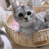 ミヌエット(短足)