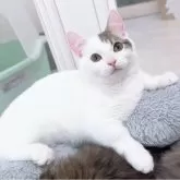 マンチカン(短足)