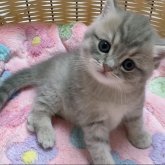 スコティッシュフォールド