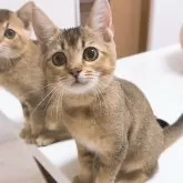 ブリティッシュゴールデン×ベンガル【京都府・女の子・2025年7月14日・ブラウンマッカレルタビー】の写真1「おすまし顔💓」