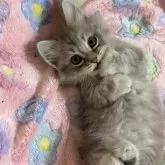 マンチカン(短足)