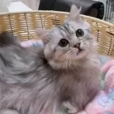 マンチカン(長足)